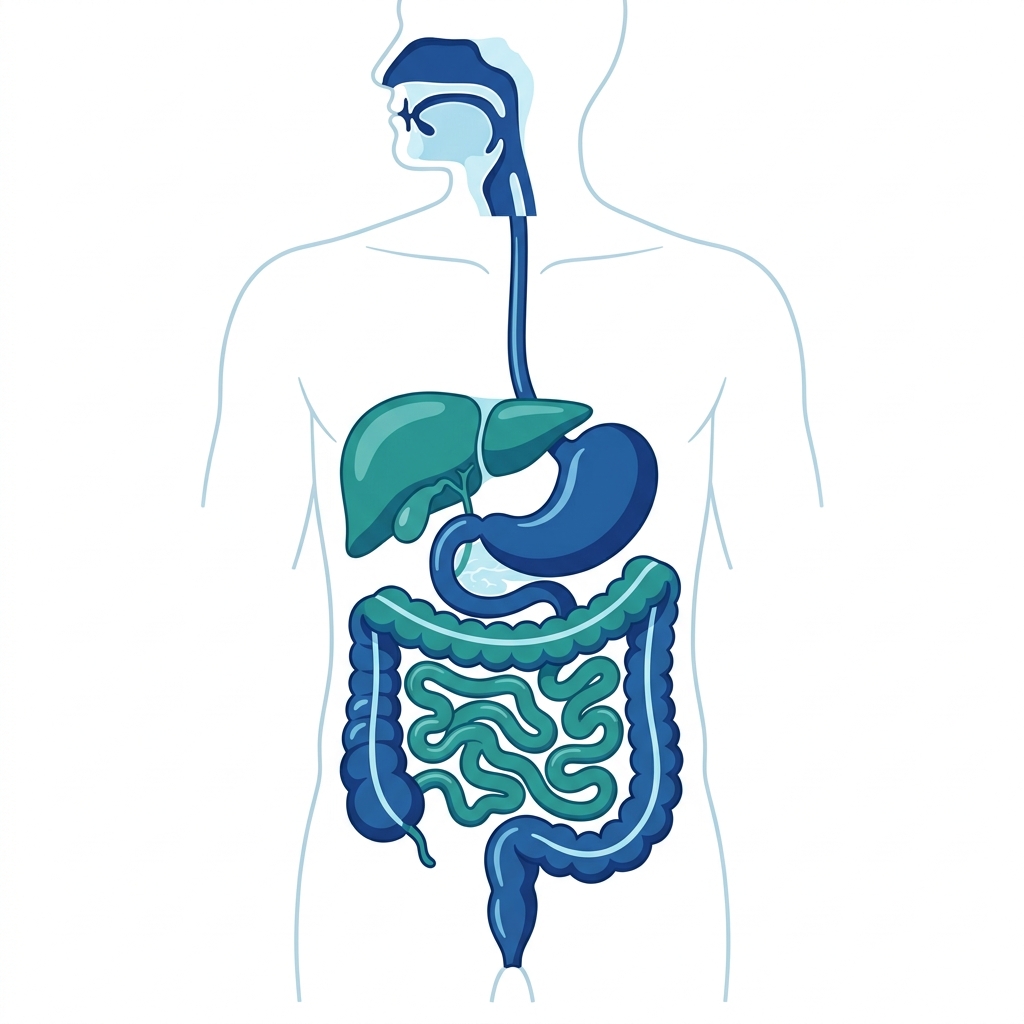 Digestive System Medical Illustration